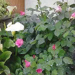 L'erbetta Fra Le Cinque Terre E La Val Di Vara Apartmán