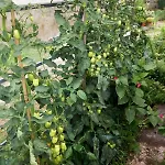 L'erbetta Fra Le Cinque Terre E La Val Di Vara Riccò del Golfo di Spezia