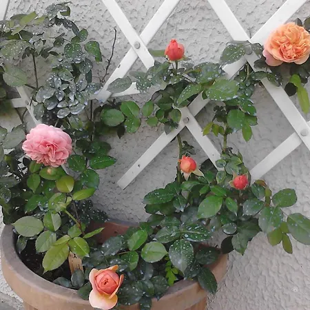 L'erbetta Fra Le Cinque Terre E La Val Di Vara Apartment *