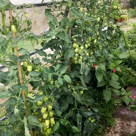 L'erbetta Fra Le Cinque Terre E La Val Di Vara Riccò del Golfo di Spezia