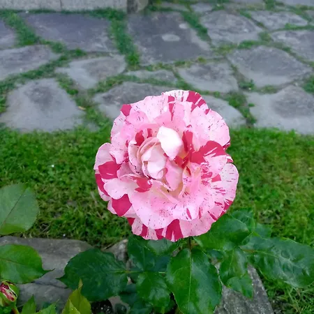 Апартаменты L'erbetta Fra Le Cinque Terre E La Val Di Vara Рикко-дель-Гольфо-ди-Специя