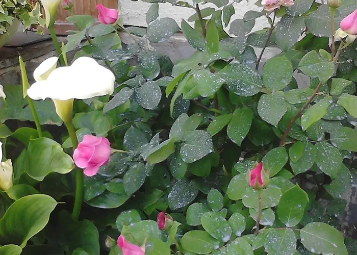 L'erbetta Fra Le Cinque Terre E La Val Di Vara Lejlighed