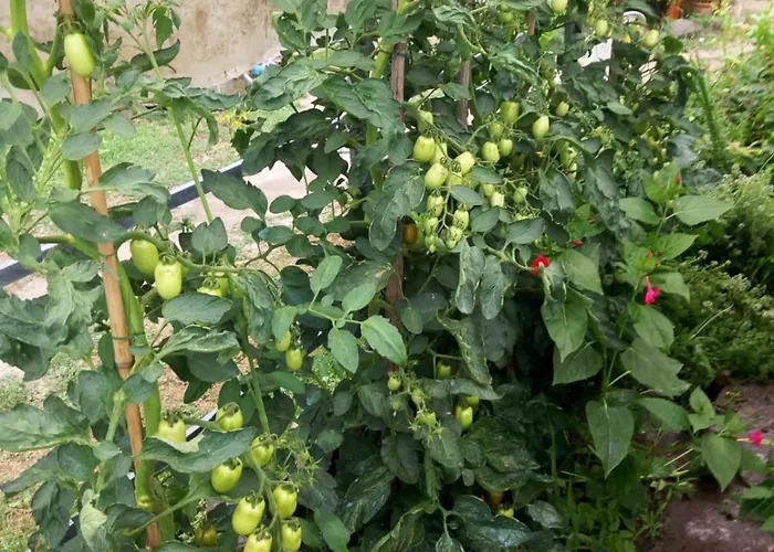 L'erbetta Fra Le Cinque Terre E La Val Di Vara Riccò del Golfo di Spezia